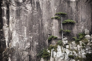 Pine tree, White Cloud Scenic Area, Mount Huangshan (Yellow Mountain), UNESCO World Heritage Site