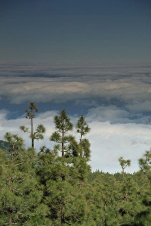 Pine Trees Prints: Pine trees above the clouds, Teide National Park, Tenerife, Canary Islands