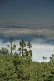 Pine trees above the clouds, Teide National Park, Tenerife, Canary Islands