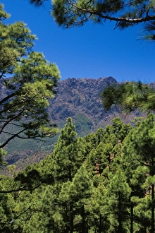 Caldera De Taburiente Prints: Pine trees near El Mirador de la Cumbrecita, Parque Nacional de la Caldera de Taburiente