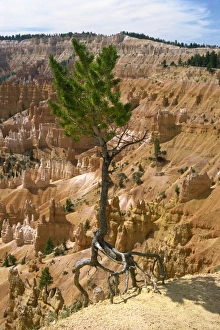 Bryce Canyon Prints: A pine trees roots exposed as top soil is washed away by storms
