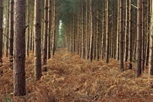 Pine trees in rows, Norfolk Wood, Norfolk, England, United Kingdom, Europe