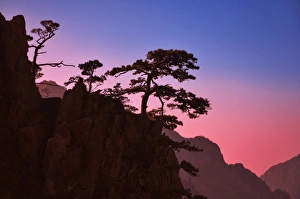 White Cloud Prints: Pine trees, White Cloud scenic area, Huang Shan (Mount Huangshan) (Yellow Mountain)
