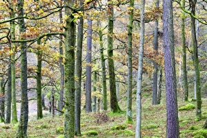 Pine Trees Prints: Pine trees in woodland near Grange