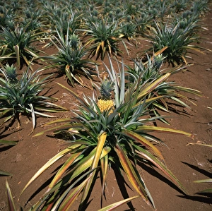 Pine Apple Prints: Pineapple crop, Easter Island (Rapa Nui), Chile, South America
