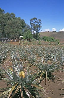 Pineapple farm, Easter Island, Chile, Pacific