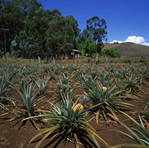 Pineapple farm, interior of Easter Island (Rapa Nui), Chile, South America