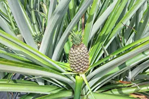 Produce Prints: Pineapple plantation, Sarapiqui, Costa Rica, Central America