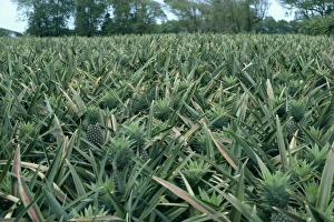 Martinique Prints: Pineapples