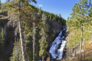 Pinaceae Prints: Pines at Mystic Falls, near Biscuit Basin