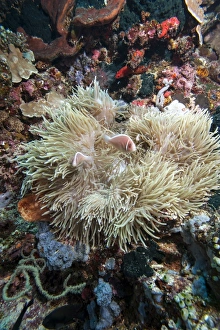 Images Dated 31st May 2008: Pink anemonefish (Amphiprion perideraion), Sulawesi, Indonesia, Southeast Asia, Asia
