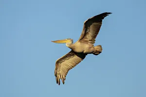 Soar Prints: Pink-backed pelican (Pelecanus rufescens), Chobe River, Botswana, Africa