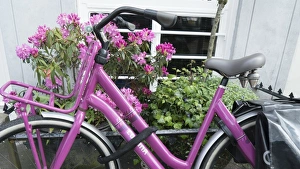 Traditionally Dutch Prints: Pink bicycle and rhododendron, Amsterdam, Netherlands, Europe