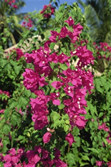 Bougainvillea Prints: Pink bougainvillea
