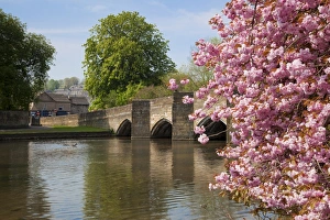Flowering Prints: Pink cherry blossom on tree by the bridge over the River Wye, Bakewell