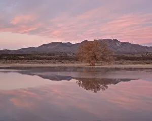 Images Dated 13th December 2009: Pink clouds and pond at sunrise, Bosque Del Apache National Wildlife Refuge