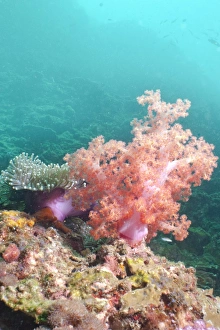Under Water Prints: Pink Dendronephthya, soft coral, Southern Thailand, Andaman Sea, Indian Ocean, Asia