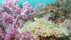 Under Water Prints: Pink Dendronephthya, soft coral