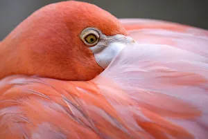 Images Dated 23rd July 2007: Pink flamingo in Curacao, Netherlands Antilles, Caribbean, Central America
