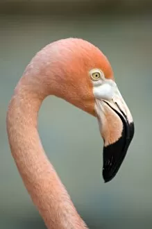 Images Dated 23rd July 2007: Pink flamingo in Curacao, Netherlands Antilles, Caribbean, Central America