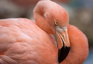 Portraiture Collection: Pink flamingo in Curacao, Netherlands Antilles, Caribbean, Central America