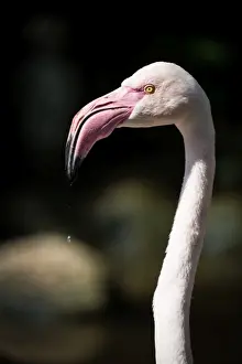 Shorebird Prints: Pink Flamingo head and neck, Birds of Eden in Plettenberg Bay, South Africa, Africa
