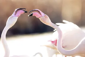 pink flamingos engage nuptial ritual