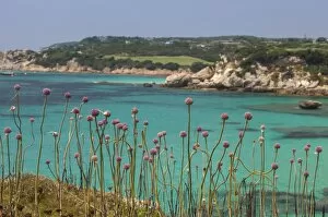 Images Dated 10th July 2010: Pink flowers of the inland frame the turquoise sea in summer, Sperone, Bonifacio
