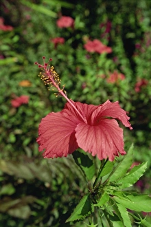 Hibiscus Prints: Pink hibiscus