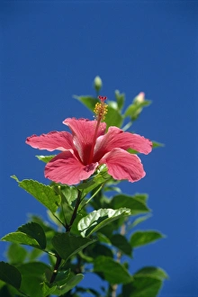 One Flower Prints: Pink hibiscus flower, Bermuda, Central America