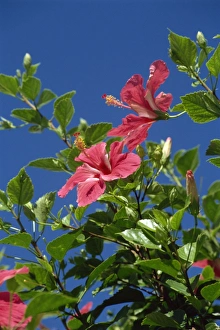 Hibiscus Prints: Pink hibiscus flowers, Bermuda, Central America