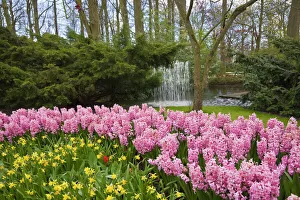 Gardening Prints: Pink hyacinths and daffodils, Keukenhof, park and gardens near Amsterdam