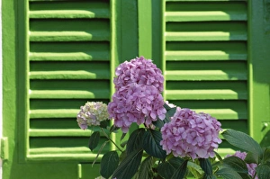 Branch Prints: Pink hydrangea flowers in front of green shutters of