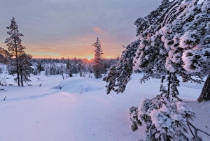 Winter Scene Prints: Pink lights of the arctic sunset illuminate the snowy woods, Vennivaara, Rovaniemi