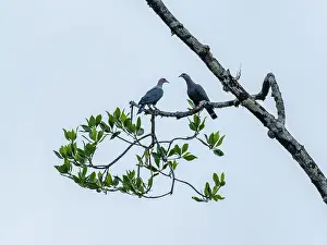 Ornithology Prints: Pink-necked green-pigeons engage in courtship on a tree branch in Indonesia during the daytime