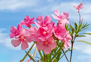 Petals Prints: Pink Oleander Flowers (Nerium oleander) also known as Rosebay, Bermuda