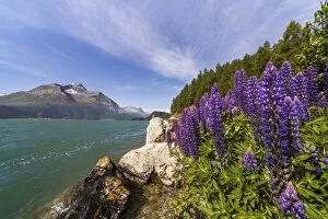 Pink and purple lupins blooming by Lake Sils in Engadine, not far from Saint Moritz, Graubunden, Switzerland, Europe