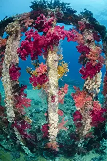 Overgrown Prints: Pink, purple, soft coral growing on a sunken cargo container