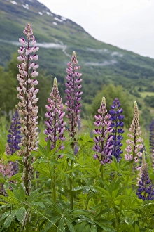 Lupins Prints: Pink and purple wild lupins (lupinus) in Olden, Norway, Scandinavia, Europe