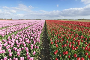 Traditionally Dutch Prints: Pink and red tulips in vast field, Yersekendam, Zeeland province, Netherlands, Europe