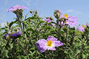 Aegean Prints: Pink rock rose (hairy rock rose) (Cistus incanus)
