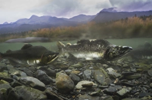 Pink salmon (Oncorhynchus gorbuscha), spawning season, Prince William Sound, Alaska
