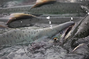 Pink salmon (Oncorhynchus gorbuscha), spawning season, Port Valdez, Alaska, United Pink salmon (Oncorhynchus gorbuscha), spawning season, Port Valdez, Alaska, United