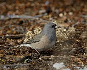Images Dated 22nd January 2010: Pink-sided junco (Junco hyemalis mearnsi), Abiquiu Lake, New Mexico, United States of America, North