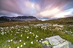 Wild Flower Prints: Pink sky frames cotton grass at dawn, Laghetto Alto Scorluzzo, Bormio, Braulio Valley
