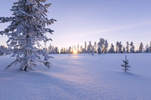 Pink sky at sunset on the boreal forest (Taiga), Kiruna, Norrbotten County, Lapland