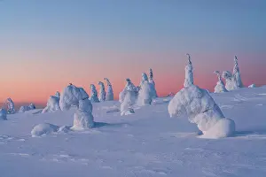 Pink sunset over ice sculptures in the winter scenery of Finnish Lapland, Riisitunturi National Park, Posio, Lapland, Finland
