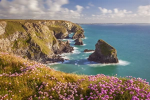 Outcrop Prints: Pink thrift flowers, Bedruthan Steps, Newquay, Cornwall, England, United Kingdom, Europe