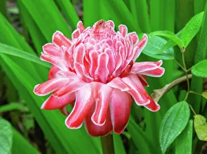 Petals Prints: Pink Torch Ginger flower (etlingera elatior), Ecuador, South America
