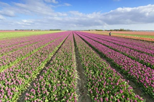 Traditionally Dutch Prints: Pink tulips in field, Yersekendam, Zeeland province, Netherlands, Europe